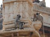 [Cliquez pour agrandir : 106 Kio] Jaipur - Le temple Shiromani : singes.