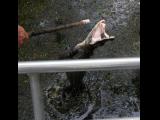 [Cliquez pour agrandir : 115 Kio] Louisiana - Alligator feeding in a bayou.