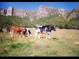 [Cliquez pour agrandir : 97 Kio] Vallée de Chaudefour - Vaches.