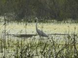 [Cliquez pour agrandir : 193 Kio] Bharatpur - Le Keoladeo Ghana National Park : aigrette.