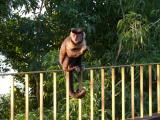 [Cliquez pour agrandir : 151 Kio] Rio de Janeiro - Le Corcovado : singe.