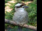 [Cliquez pour agrandir : 79 Kio] Lille - Le zoo : kookaburra.