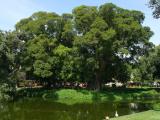 [Cliquez pour agrandir : 153 Kio] Rio de Janeiro - Le parc Campo de Santana : vue générale.