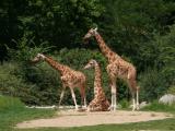 [Cliquez pour agrandir : 145 Kio] Lyon - Le parc de la Tête-d'Or : girafes.
