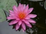 [Cliquez pour agrandir : 65 Kio] Austin - Mayfield Preserve: water lily flower.