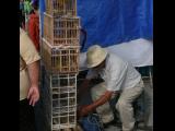 [Cliquez pour agrandir : 140 Kio] Monterrey - Vendeur d'oiseaux sur un marché.