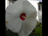 [Cliquez pour agrandir : 47 Kio] Pays Basque - Fleur de la famille des Hibiscus/Althéa.