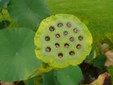 [Cliquez pour agrandir : 53 Kio] Louisiane - Fruit de lotus.