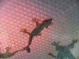 [Cliquez pour agrandir : 111 Kio] San Francisco - Gecko dans le musée des sciences.