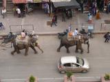 [Cliquez pour agrandir : 123 Kio] Jaipur - Éléphants dans une rue.