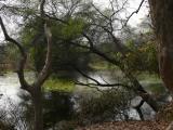 [Cliquez pour agrandir : 219 Kio] Bharatpur - Le Keoladeo Ghana National Park : marais.