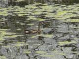 [Cliquez pour agrandir : 190 Kio] Bharatpur - Le Keoladeo Ghana National Park : canard.