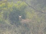 [Cliquez pour agrandir : 191 Kio] Bharatpur - Le Keoladeo Ghana National Park : biche.