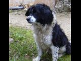 [Cliquez pour agrandir : 137 Kio] Dordogne - Chien.