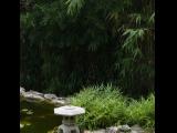 [Cliquez pour agrandir : 111 Kio] Austin - Zilker Botanical Garden: view of the Japanese garden.