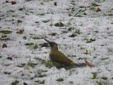 [Cliquez pour agrandir : 114 Kio] Nord-Pas-de-Calais - Pivert (Picus viridis).