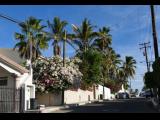 [Cliquez pour agrandir : 160 Kio] San José del Cabo - Palmiers et bougainvilliers dans une rue d'un quartier chic.
