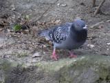 [Cliquez pour agrandir : 110 Kio] Paris - Pigeon domestique (Columba livia).