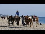 [Cliquez pour agrandir : 95 Kio] San José del Cabo - La plage : chevaux.