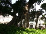 [Cliquez pour agrandir : 148 Kio] Rio de Janeiro - Le parc Campo de Santana : arbre.