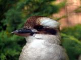 [Cliquez pour agrandir : 66 Kio] Lille - Le zoo : kookaburra.