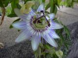 [Cliquez pour agrandir : 84 Kio] Pays Basque - Fleur de la Passion (Passiflora caerulea).