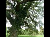 [Cliquez pour agrandir : 171 Kio] Louisiana - A plantation: a very old oak.