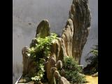 [Cliquez pour agrandir : 108 Kio] Suzhou - Le jardin du bosquet du lion : jardin de bonsaï sur une table.