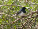 [Cliquez pour agrandir : 189 Kio] Bharatpur - Le Keoladeo Ghana National Park : oiseau.
