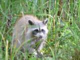 [Cliquez pour agrandir : 103 Kio] Louisiana - Raccoon in a bayou.
