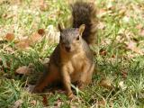 [Cliquez pour agrandir : 131 Kio] Austin - A squirrel.