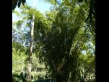 [Cliquez pour agrandir : 178 Kio] Rio de Janeiro - Le jardin botanique : bosquets de bambous.