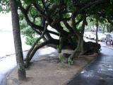 [Cliquez pour agrandir : 129 Kio] Rio de Janeiro - La lagune : arbre.