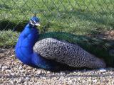 [Cliquez pour agrandir : 177 Kio] Cambo-les-Bains - La villa Arnaga : paon bleu (Pavo cristatus).