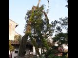 [Cliquez pour agrandir : 123 Kio] Suzhou - Le jardin du maître des filets : cyprès vieux de 1500 ans.