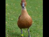 [Cliquez pour agrandir : 82 Kio] Nantes - Dendrocygne fauve (Dendrocygna bicolor).