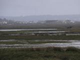 [Cliquez pour agrandir : 62 Kio] Arcachon - Le bassin : prés salés.