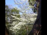 [Cliquez pour agrandir : 156 Kio] Cambo-les-Bains - La villa Arnaga : cournouiller de Floride en fleurs (Cornus florida).