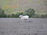 [Cliquez pour agrandir : 114 Kio] Pays Basque - Mouton.