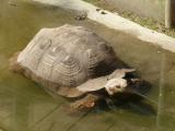 [Cliquez pour agrandir : 92 Kio] Lyon - Le parc de la Tête-d'Or : tortue.