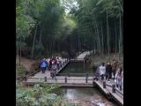 [Cliquez pour agrandir : 137 Kio] Liyang - L'océan de bambous : promenade.