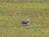 [Cliquez pour agrandir : 239 Kio] Bharatpur - Le Keoladeo Ghana National Park : oiseau.