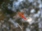 [Cliquez pour agrandir : 45 Kio] Austin - Zilker Botanical Garden: dragonfly.