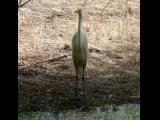[Cliquez pour agrandir : 165 Kio] Louisiana - Egret in a bayou.