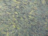 [Cliquez pour agrandir : 109 Kio] Glenwood - Fish hatchery: rainbow trouts.