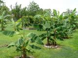 [Cliquez pour agrandir : 145 Kio] Louisiana - A plantation: the kitchen garden: banana trees.