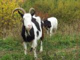 [Cliquez pour agrandir : 225 Kio] Villepinte - Aulnay-sous-Bois - Le parc du Sausset : chèvres.