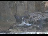 [Cliquez pour agrandir : 103 Kio] Cabo San Lucas - Lions de mer près de l'arche en pierre.