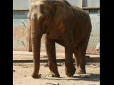[Cliquez pour agrandir : 108 Kio] Lyon - Le parc de la Tête-d'Or : éléphant d'Asie.
