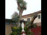 [Cliquez pour agrandir : 99 Kio] San José - Saint Patrick's proto-cathedral: garden and statue of Virgin Mary.